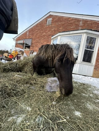 Illustration de l'article : En allant chercher sa jument au pâturage, un fermier découvre avec effroi qu’elle est prisonnière d’une piscine d’eau glacée (vidéo)