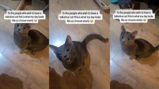 Illustration de l'article : &laquo; &Agrave; ceux qui r&ecirc;vent d&rsquo;un chat bavard &raquo;, voici la mise en garde du ma&icirc;tre d&rsquo;un f&eacute;lin qui a toujours quelque chose &agrave; dire (vid&eacute;o)