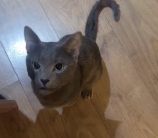 Illustration de l'article : &laquo; &Agrave; ceux qui r&ecirc;vent d&rsquo;un chat bavard &raquo;, voici la mise en garde du ma&icirc;tre d&rsquo;un f&eacute;lin qui a toujours quelque chose &agrave; dire (vid&eacute;o)