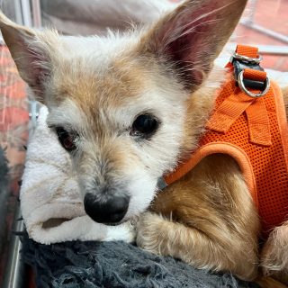 Illustration de l'article : &laquo; Nous sommes tellement heureux pour elle &raquo;, un refuge se r&eacute;jouit de l&rsquo;adoption d&rsquo;une chienne abandonn&eacute;e de 14 ans apr&egrave;s une longue attente (vid&eacute;o)