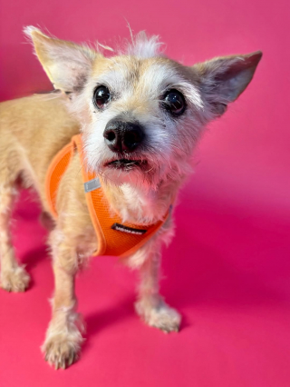 Illustration de l'article : &laquo; Nous sommes tellement heureux pour elle &raquo;, un refuge se r&eacute;jouit de l&rsquo;adoption d&rsquo;une chienne abandonn&eacute;e de 14 ans apr&egrave;s une longue attente (vid&eacute;o)