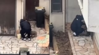 Illustration de l'article : Battu après avoir été acheté via une annonce, ce chien tire un trait sur son triste passé grâce à une association