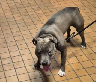 Illustration de l'article : Battu après avoir été acheté via une annonce, ce chien tire un trait sur son triste passé grâce à une association