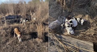Illustration de l'article : En pleine broussaille et loin de tout, 3 chiens et 7 chiots entrevoient l'espoir apr&egrave;s un appel &agrave; l'aide sur les r&eacute;seaux sociaux
