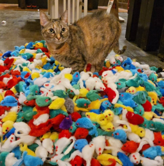 Illustration de l'article : Cette chatte est sous le choc, sa ma&icirc;tresse a d&eacute;couvert sa cachette secr&egrave;te o&ugrave; s'entassent des centaines de souris en peluche (vid&eacute;o)