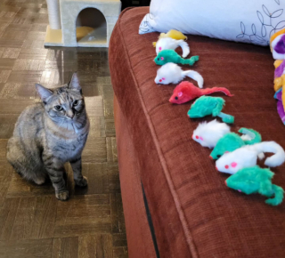 Illustration de l'article : Cette chatte est sous le choc, sa ma&icirc;tresse a d&eacute;couvert sa cachette secr&egrave;te o&ugrave; s'entassent des centaines de souris en peluche (vid&eacute;o)