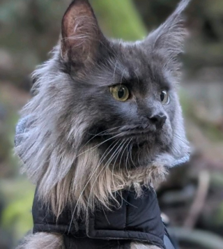 Illustration de l'article : Ils partent faire les courses pensant leur chat endormi apr&egrave;s son op&eacute;ration, ils font demi-tour en le voyant pleurer sur la cam&eacute;ra &agrave; cause de sa collerette (vid&eacute;o)