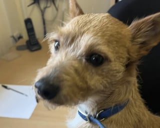 Illustration de l'article : Face &agrave; un chien dont le propri&eacute;taire n&rsquo;est jamais revenu, l&rsquo;&eacute;quipe d&rsquo;un salon de toilettage est contrainte de prendre une d&eacute;cision aussi difficile que n&eacute;cessaire 