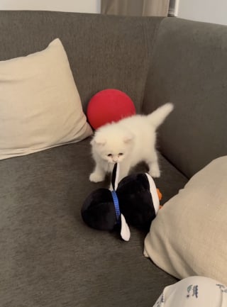 Illustration de l'article : &laquo; C&rsquo;est la cr&eacute;ature la plus innocente au monde &raquo;, ce chaton noue un lien adorable avec une peluche en forme de pingouin et ne la quitte plus (vid&eacute;o)