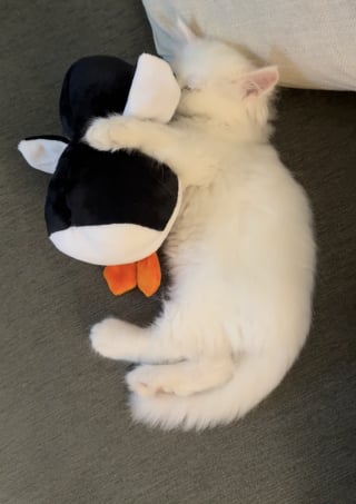 Illustration de l'article : &laquo; C&rsquo;est la cr&eacute;ature la plus innocente au monde &raquo;, ce chaton noue un lien adorable avec une peluche en forme de pingouin et ne la quitte plus (vid&eacute;o)