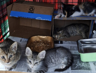 Illustration de l'article : &laquo; Comme s&rsquo;ils ne s&rsquo;&eacute;taient jamais quitt&eacute;s &raquo;, une chatte errante isol&eacute;e par n&eacute;cessit&eacute; retrouve ses petits apr&egrave;s son hospitalisation