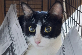 Illustration de l'article : &laquo; Comme s&rsquo;ils ne s&rsquo;&eacute;taient jamais quitt&eacute;s &raquo;, une chatte errante isol&eacute;e par n&eacute;cessit&eacute; retrouve ses petits apr&egrave;s son hospitalisation