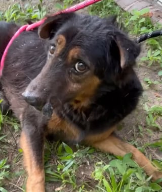 Illustration de l'article : Ce chien sénior ne connaissait que l'errance et traînait une énorme tumeur, une opération complexe et risquée change son destin (vidéo)