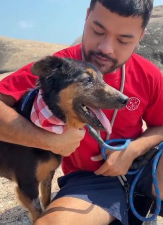 Illustration de l'article : Ce chien sénior ne connaissait que l'errance et traînait une énorme tumeur, une opération complexe et risquée change son destin (vidéo)