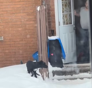 Illustration de l'article : Pensant agir en toute impunit&eacute;, il donne un coup de pied &agrave; son chien sous les yeux d'un t&eacute;moin qui filme la sc&egrave;ne et d&eacute;clenche une enqu&ecirc;te (vid&eacute;o)