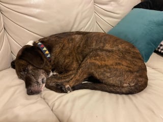 Illustration de l'article : En pleine transition vers sa nouvelle vie, un chien s’échappe et survit 43 jours seul dans la nature