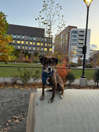 Illustration de l'article : En pleine transition vers sa nouvelle vie, un chien s’échappe et survit 43 jours seul dans la nature