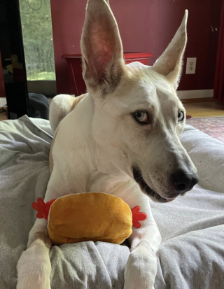Illustration de l'article : En regardant un match de foot &agrave; la t&eacute;l&eacute;vision, une chienne prend le geste de l&rsquo;arbitre pour un ordre et ob&eacute;it imm&eacute;diatement (vid&eacute;o)