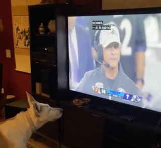 Illustration de l'article : En regardant un match de foot &agrave; la t&eacute;l&eacute;vision, une chienne prend le geste de l&rsquo;arbitre pour un ordre et ob&eacute;it imm&eacute;diatement (vid&eacute;o)