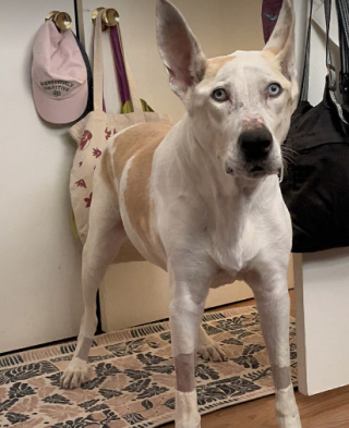 Illustration de l'article : En regardant un match de foot &agrave; la t&eacute;l&eacute;vision, une chienne prend le geste de l&rsquo;arbitre pour un ordre et ob&eacute;it imm&eacute;diatement (vid&eacute;o)