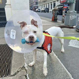 Illustration de l'article : Ignor&eacute;e pendant des mois &agrave; cause de la perte d&rsquo;un &oelig;il, cette chienne surmonte tous les obstacles pour conna&icirc;tre enfin le bonheur (vid&eacute;o)