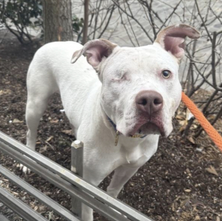 Illustration de l'article : Ignor&eacute;e pendant des mois &agrave; cause de la perte d&rsquo;un &oelig;il, cette chienne surmonte tous les obstacles pour conna&icirc;tre enfin le bonheur (vid&eacute;o)