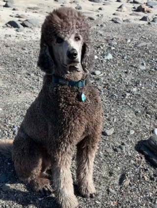 Illustration de l'article : Ce chien redonne le sourire &agrave; sa ma&icirc;tresse gu&eacute;rie d'un cancer, car il vit une amiti&eacute; magique chaque matin avec un phoque (vid&eacute;o)