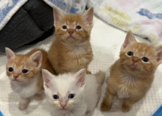 Illustration de l'article : &Eacute;mue de revoir cette chatte et ses chatons toujours au refuge un mois apr&egrave;s, cette b&eacute;n&eacute;vole d&eacute;cide de les accueillir chez elle
