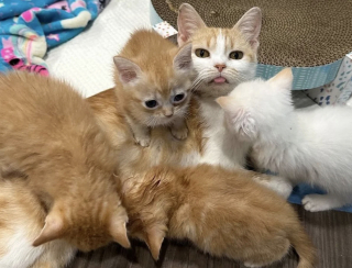 Illustration de l'article : &Eacute;mue de revoir cette chatte et ses chatons toujours au refuge un mois apr&egrave;s, cette b&eacute;n&eacute;vole d&eacute;cide de les accueillir chez elle
