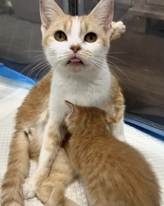 Illustration de l'article : &Eacute;mue de revoir cette chatte et ses chatons toujours au refuge un mois apr&egrave;s, cette b&eacute;n&eacute;vole d&eacute;cide de les accueillir chez elle