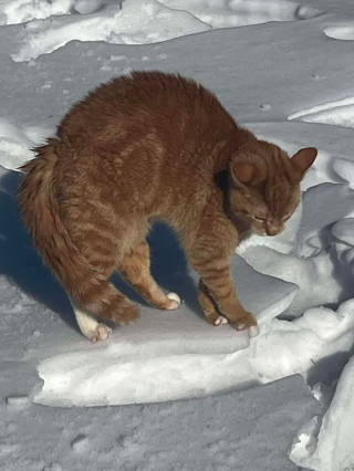 Illustration de l'article : &laquo; Elle voulait vraiment &ecirc;tre sauv&eacute;e &raquo;, en pleine promenade, il d&eacute;couvre une chatte pi&eacute;g&eacute;e par la glace et agit sans h&eacute;siter