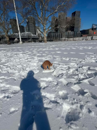 Illustration de l'article : &laquo; Elle voulait vraiment &ecirc;tre sauv&eacute;e &raquo;, en pleine promenade, il d&eacute;couvre une chatte pi&eacute;g&eacute;e par la glace et agit sans h&eacute;siter