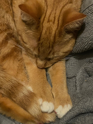 Illustration de l'article : &laquo; Elle voulait vraiment &ecirc;tre sauv&eacute;e &raquo;, en pleine promenade, il d&eacute;couvre une chatte pi&eacute;g&eacute;e par la glace et agit sans h&eacute;siter