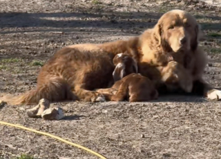 Illustration de l'article : Cette chienne de troupeau qui allie autorit&eacute; et tendresse prend sous son aile un chevreau venant d&rsquo;arriver au monde (vid&eacute;o)
