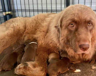 Illustration de l'article : Cette chienne de troupeau qui allie autorit&eacute; et tendresse prend sous son aile un chevreau venant d&rsquo;arriver au monde (vid&eacute;o)