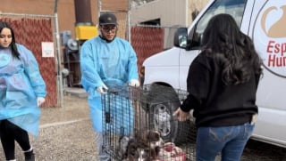 Illustration de l'article : &laquo; Maigres et terrifi&eacute;s &raquo;, 30 Bergers Am&eacute;ricains Miniatures secourus d'un &eacute;levage clandestin attendent d&eacute;sormais leur famille d'adoption