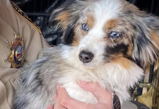 Illustration de l'article : &laquo; Maigres et terrifi&eacute;s &raquo;, 30 Bergers Am&eacute;ricains Miniatures secourus d'un &eacute;levage clandestin attendent d&eacute;sormais leur famille d'adoption