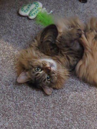 Illustration de l'article : 10 photos de chats qui semblent avoir choisi leurs humains