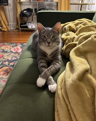 Illustration de l'article : 10 photos de chats qui semblent avoir choisi leurs humains