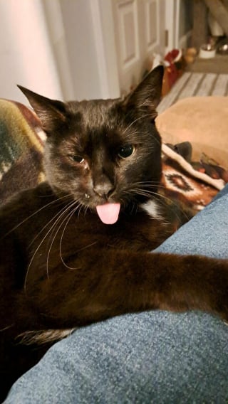 Illustration de l'article : 10 photos de chats qui semblent avoir choisi leurs humains