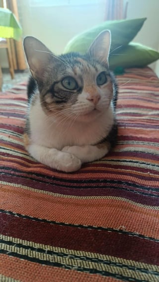 Illustration de l'article : 10 photos de chats qui semblent avoir choisi leurs humains