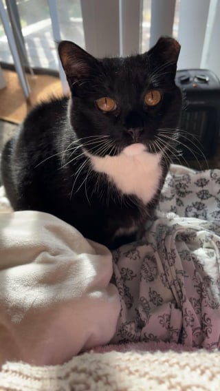 Illustration de l'article : 10 photos de chats qui semblent avoir choisi leurs humains