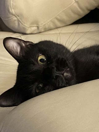 Illustration de l'article : 10 photos de chats qui semblent avoir choisi leurs humains