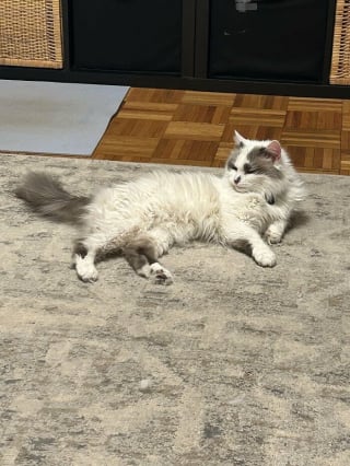 Illustration de l'article : 10 photos de chats qui semblent avoir choisi leurs humains