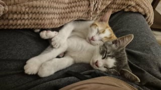 Illustration de l'article : 10 photos de chats qui semblent avoir choisi leurs humains