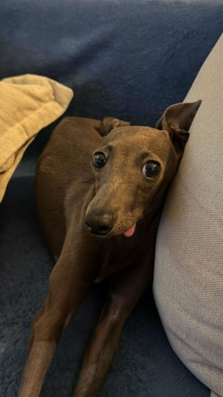 Illustration de l'article : 15 photos de L&eacute;vriers Italiens qui prouvent que ce chien est aussi &eacute;l&eacute;gant qu&rsquo;attendrissant