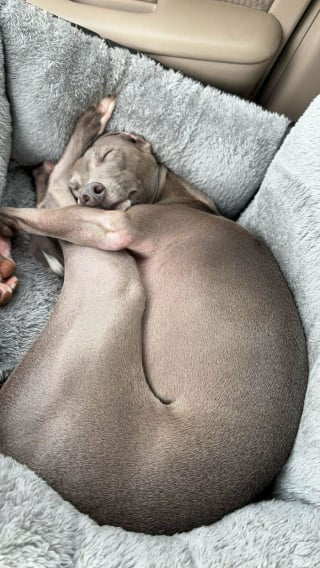 Illustration de l'article : 15 photos de L&eacute;vriers Italiens qui prouvent que ce chien est aussi &eacute;l&eacute;gant qu&rsquo;attendrissant