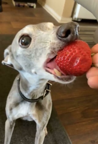 Illustration de l'article : 15 photos de L&eacute;vriers Italiens qui prouvent que ce chien est aussi &eacute;l&eacute;gant qu&rsquo;attendrissant