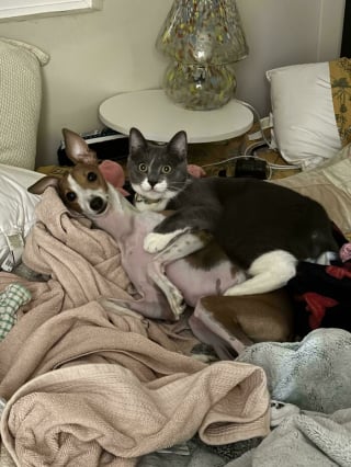 Illustration de l'article : 15 photos de L&eacute;vriers Italiens qui prouvent que ce chien est aussi &eacute;l&eacute;gant qu&rsquo;attendrissant