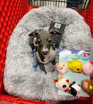 Illustration de l'article : 15 photos de L&eacute;vriers Italiens qui prouvent que ce chien est aussi &eacute;l&eacute;gant qu&rsquo;attendrissant